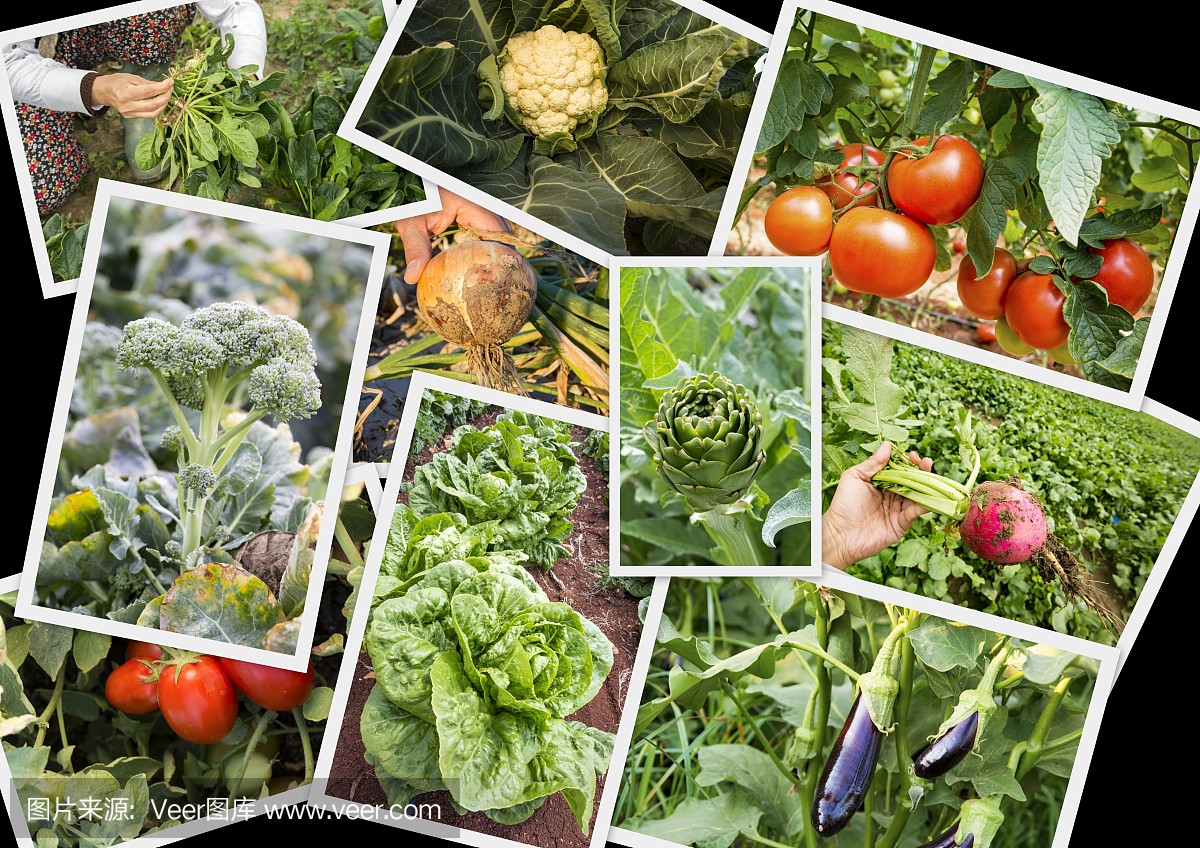 各种新鲜有机天然蔬菜农业拼贴
